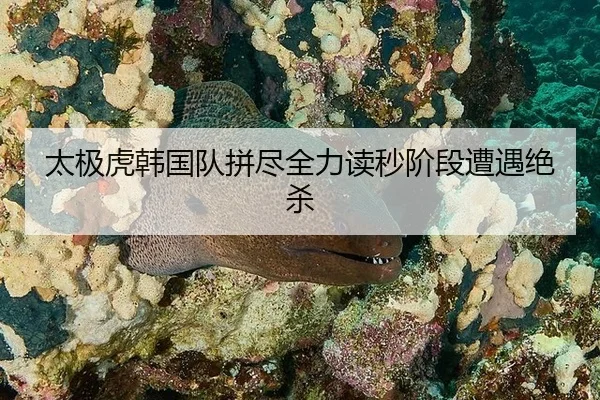 太极虎韩国队拼尽全力读秒阶段遭遇绝杀